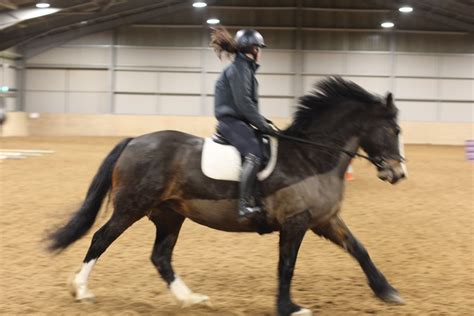 What to think about on a Cantered Horse. Why Canter is Important for Horse Riders — Strathorn