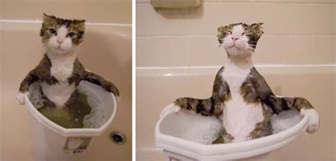 14+ Crazy Cats That Actually Love Water | Bored Panda