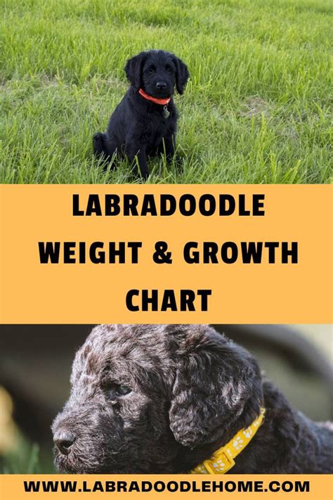 Labradoodle Weight and Growth Chart - The Ultimate Guide