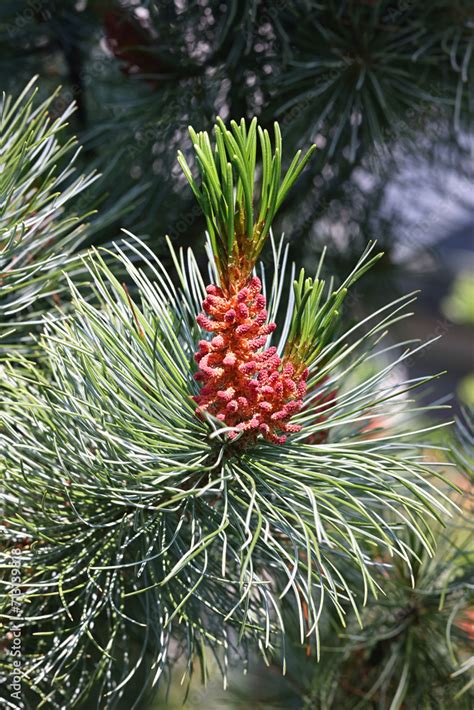 Siberian dwarf pine, Pinus pumila, also known as dwarf Siberian pine or ...