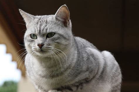 Silver Cat Names: 90 Best Names for Silver, Gray Cats - PetPress