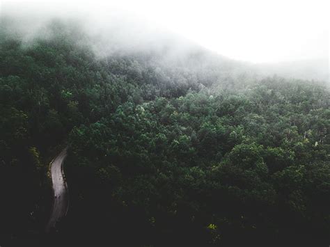 Online crop | HD wallpaper: landscape photography of rain forest ...