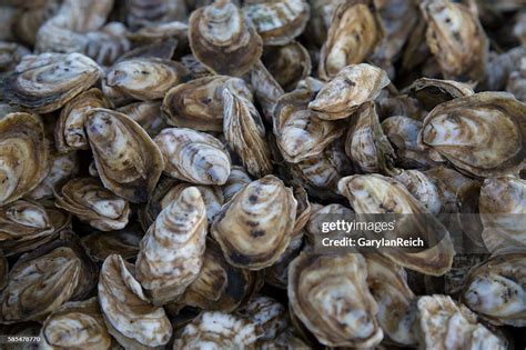 Chesapeake Bay Oysters High-Res Stock Photo - Getty Images