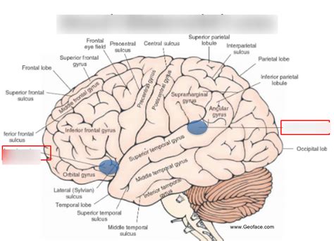 Broca's and Wernicke's Area Diagram | Quizlet