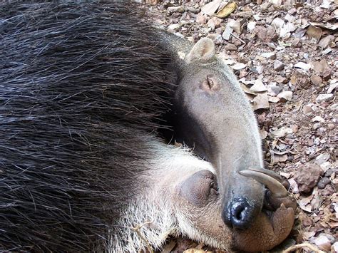 Giant anteater - Wikipedia, the free encyclopedia | Giant anteater, Giant animals, Anteater