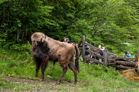 Back from the brink: the European bison is a living legend | Rewilding ...