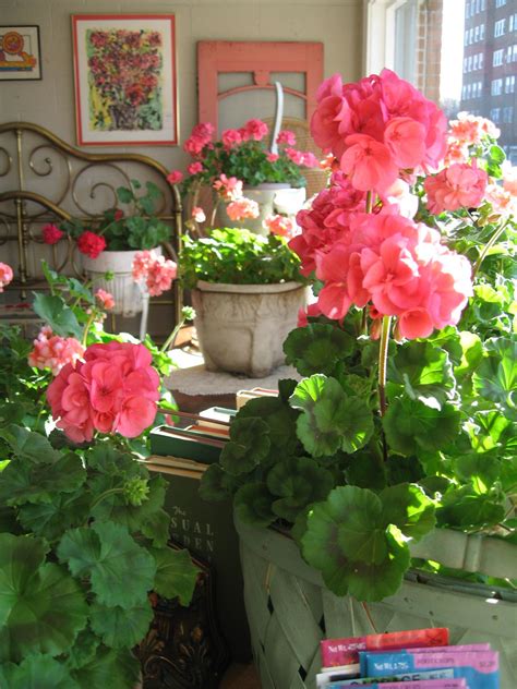 Beautiful pink geraniums geraniums in every room :) Garden Containers, Container Plants ...