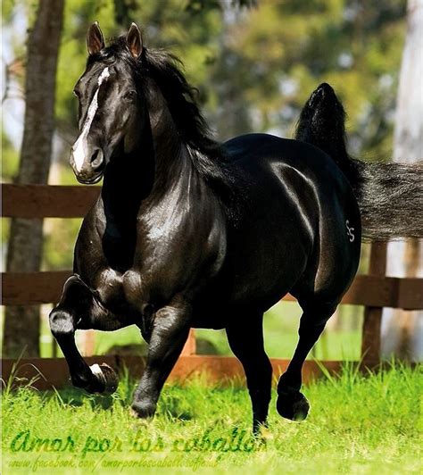 Black Quarter Horse Stallion | Most beautiful horses, Horses, Horse love