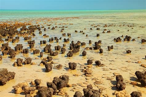 Stromatolites In Shark Bay Australia Stock Photo - Download Image Now - iStock