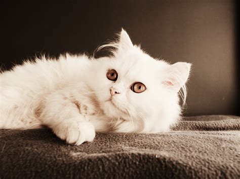 Persian Cat (Hyderabad Only) – Pet at Door