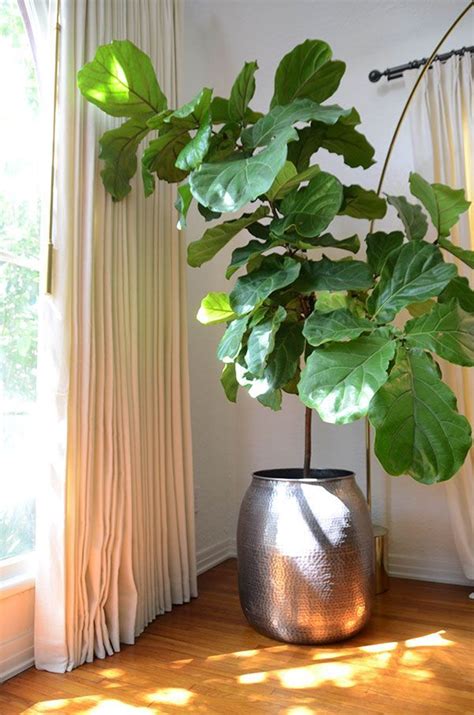 Loungeroom tree - fiddle leaf fig | h o m e | Pinterest | Plants ...