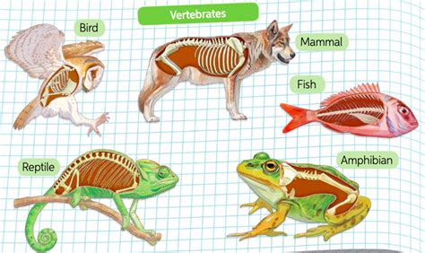 VERTEBRATES | Quizizz