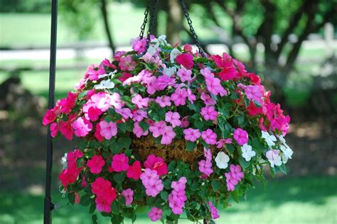 42 best Amazing SunPatiens® – Impatiens for the Sun and Shade! images on Pinterest | Flower ...