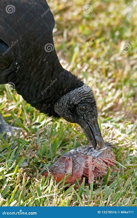 Black Vulture Feeding stock photo. Image of wings, grass - 12578516