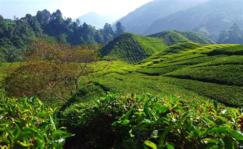 From Taman Negara - Cameron Highland (By Land) | Taman Negara Travel