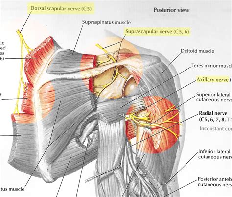 Dorsal Scapular Nerve Brachial Plexus Hd Png Download Kindpng | Images and Photos finder