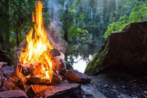 Campfire in forest stock photo. Image of fire, forest - 77980680