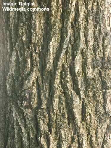 17 Elm Trees: Leaves, Bark, Seeds - Identification Guide (Pictures)