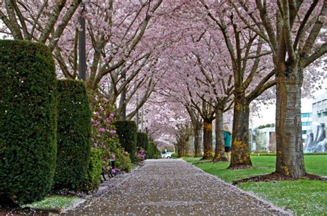 20 Photos of Tree Tunnels That You Must Walk Through It - YourAmazingPlaces.com