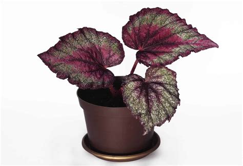 Rex begonia 🌿 🌸 Discover how to care for and enjoy this stunning ...