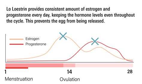 Lo Loestrin Fe: what should know about it?