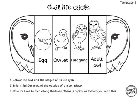 Life cycle of an owl foldable | Teaching Resources