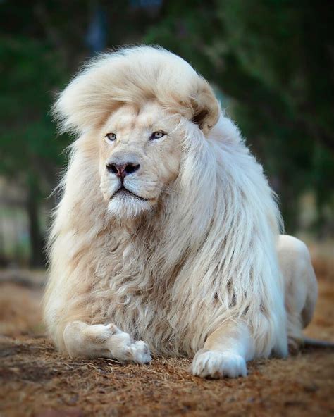 Photographer Immortalizes The King Of Animals In His 30 Incredible ...