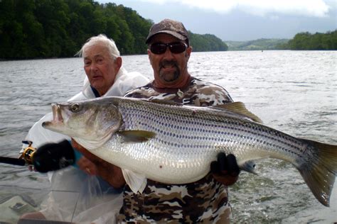 Fishing is GREAT in TN!!!! Fishing Photos, Lake Photos, Fishing Guide, Photo Galleries, Greats ...