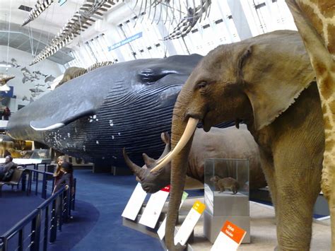 Natural History Museum elephant vs whale | Flickr - Photo Sharing!