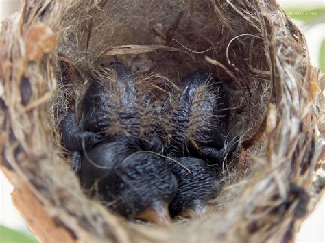 Bird Photography in Cuba - Small Sensor Photography by Thomas Stirr