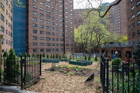 NYCHA Celebrates New Community Garden at Manhattanville Houses - The ...