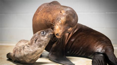 Baby Bonanza: Columbus Zoo announces births of 5 animals | 10tv.com