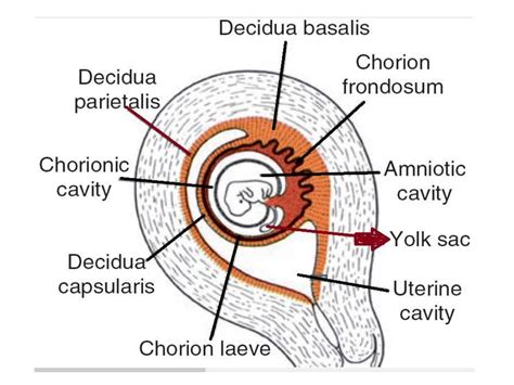 fetal membrane : Yolk sac