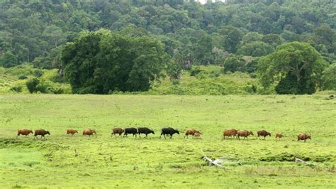 Populasi Banteng Jawa di Taman Nasional Alas Purwo Meningkat