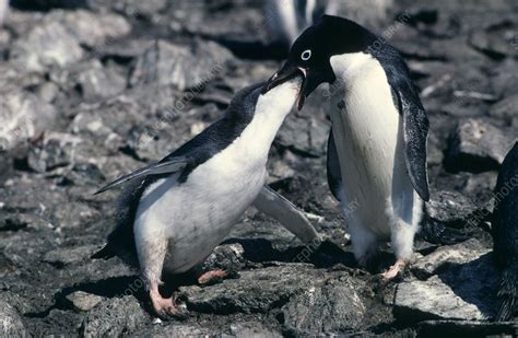 Adelie penguin feeding chick - Stock Image - Z808/0116 - Science Photo Library