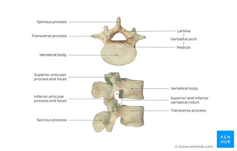 Parts Of The Lumbar Vertebrae