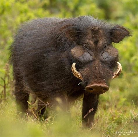 The giant forest hog -- unknown to most -- is the largest species of wild pig. Attaining weights ...