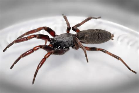 File:White tailed spider.jpg - Wikimedia Commons