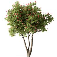 sakura tree - Tree - 3D model
