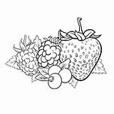 Berries Coloring Pages sketch template