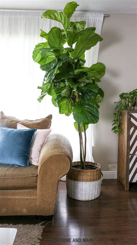 Fiddle Leaf Fig Care Outdoors - wcarsz