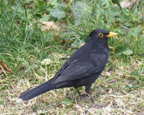 Have You Seen a Black Bird with Yellow Beak? This Is It!