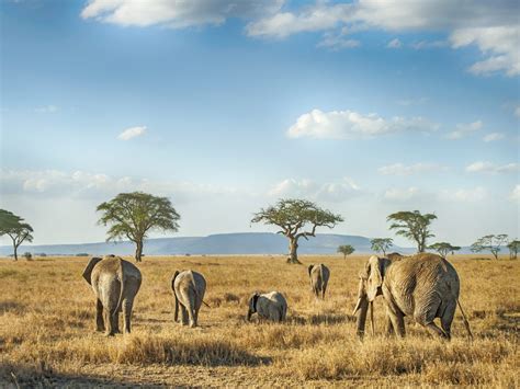 Gli animali della savana: elenco e caratteristiche