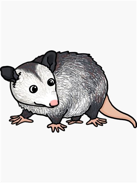 Opossum Cartoon Images : Opossum Nicepng | Bodemawasuma