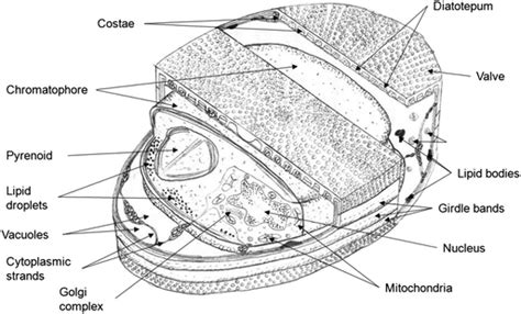 Diatom Cell Diagram