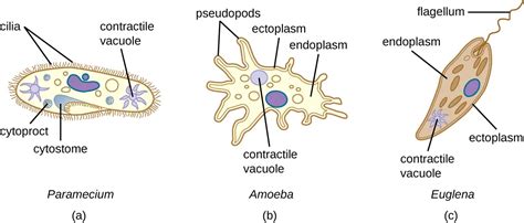 Function of Contractile Vacuole in Protozoa & More Info About It