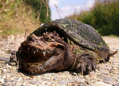 Alligator Snapping Turtle Facts and Pictures