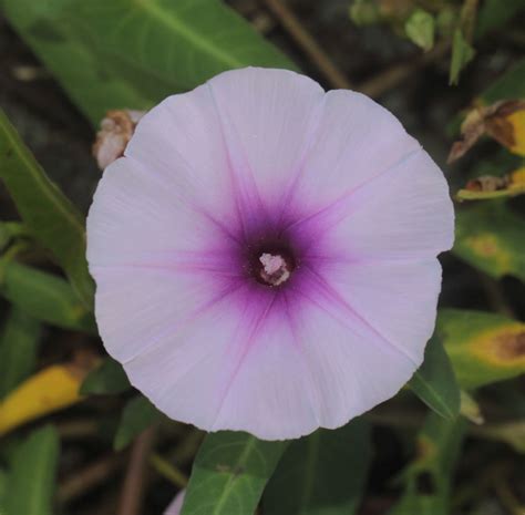 Ipomoea aquatica Forssk. | Plants of the World Online | Kew Science