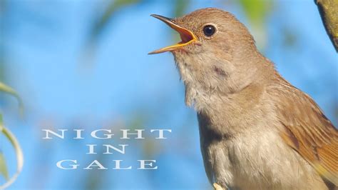 Bird sounds. Singing nightingale. Amazing bird song - YouTube