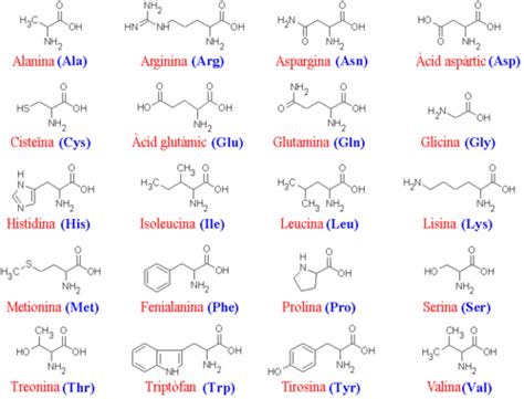 Los 20 Aminoacidos esenciales - DeProteinas